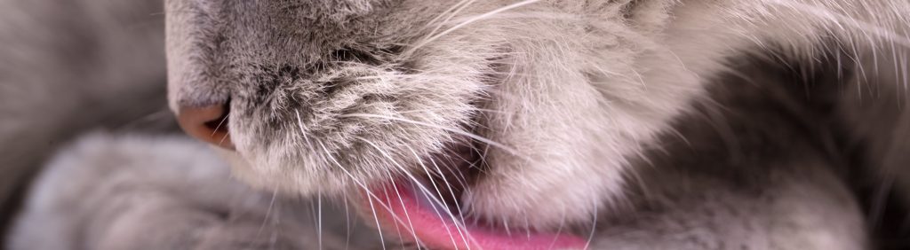 Some signs you may have a sick cat