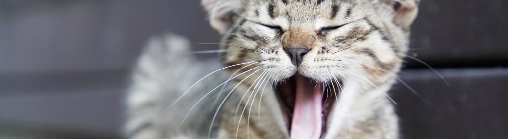 Upper Respiratory Infection in Cats After Adoption