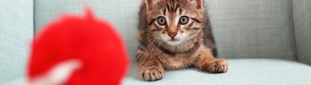 Kitten Care and Development