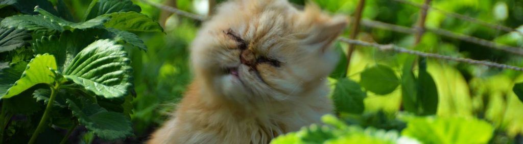 Why are the Kitties Sneezing?