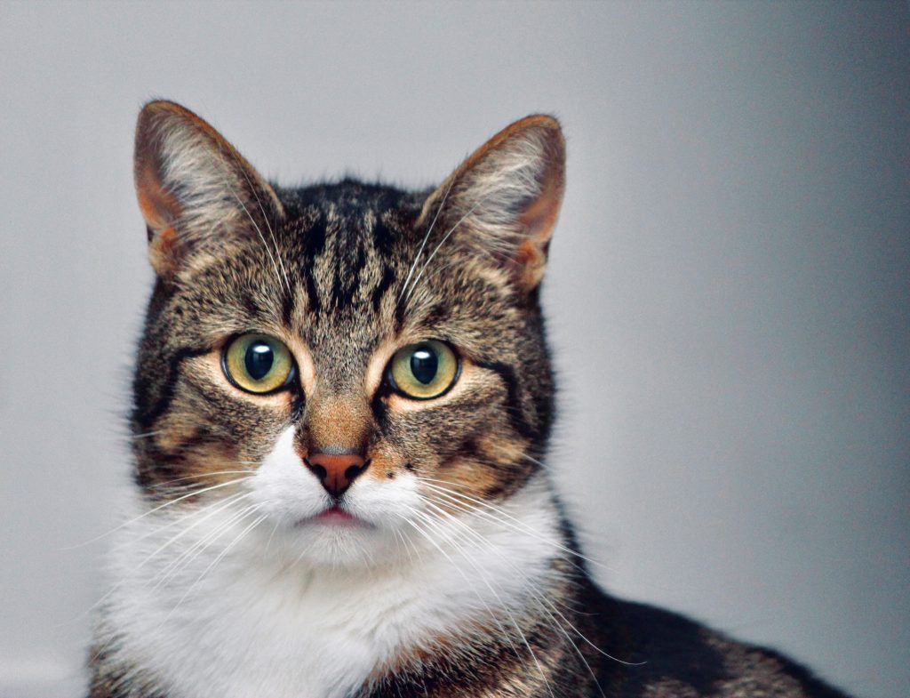 Signs of Good Health in Cats