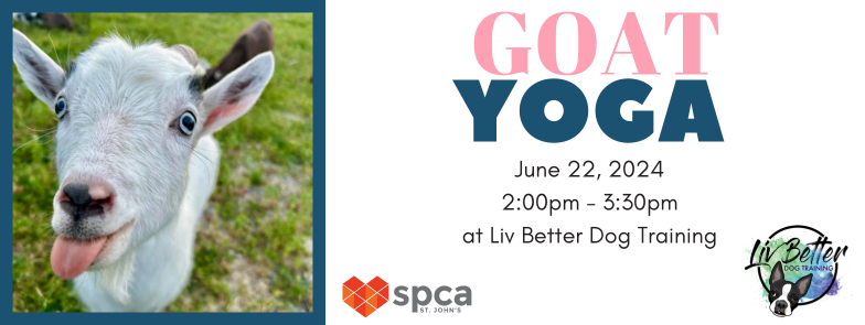 Goat Yoga - June 22, 2024