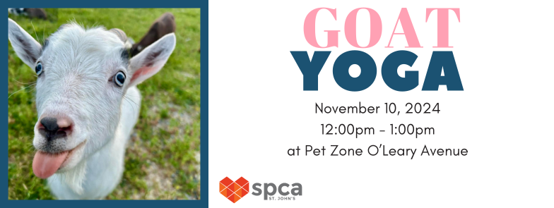 Goat Yoga - November 10, 2024