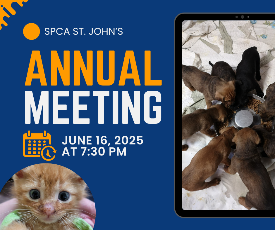 Annual General Meeting