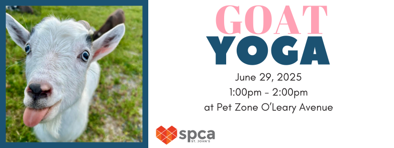 Goat Yoga - June 29, 2025